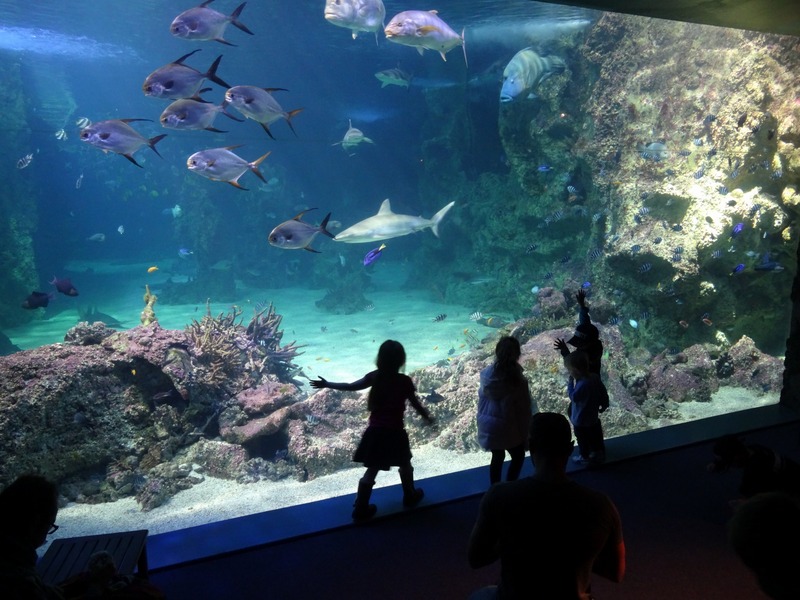 Sydney, akvarium